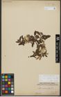 Foto von Salix waldsteiniana Willd.